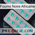 African Black Ant 29